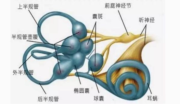 感觉统合之前庭觉